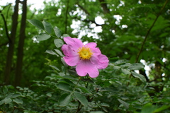 Rosa roxburghii