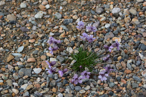 Image of Silene stenophylla by no rights reserved