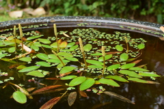 Potamogeton distinctus