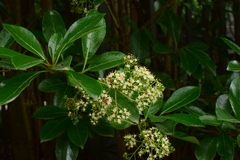Viburnum odoratissimum