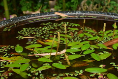 Potamogeton distinctus