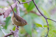 Brown-Flanked Bush Warbler photo 3