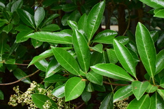 Viburnum odoratissimum