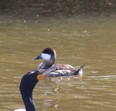 Oxyura jamaicensis