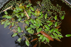 Potamogeton distinctus