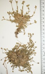 Sabulina dawsonensis