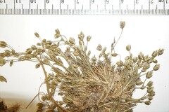 Sabulina dawsonensis