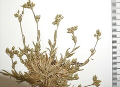 Sabulina dawsonensis