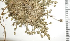 Sabulina dawsonensis