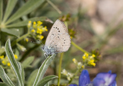 Glaucopsyche lygdamus