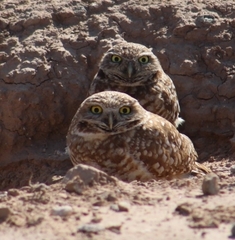 Athene cunicularia hypugaea