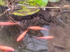Cyprinus rubrofuscus