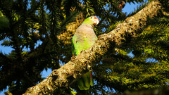 Amazona vinacea
