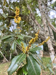 Byrsonima crassifolia