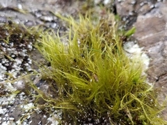 Flexitrichum flexicaule