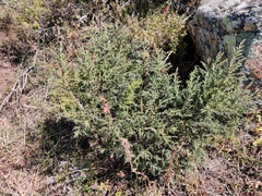 Juniperus pseudosabina