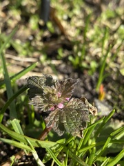 Lamium hybridum