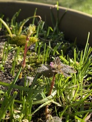 Lamium hybridum