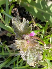 Lamium hybridum