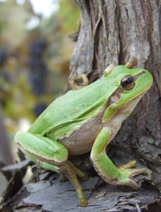 Hyla orientalis