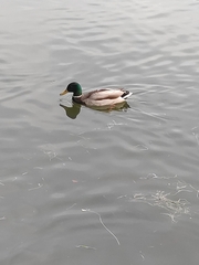 Anas platyrhynchos
