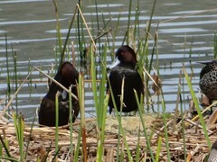 Netta erythrophthalma