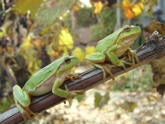 Hyla orientalis