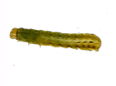 Apamea verbascoides