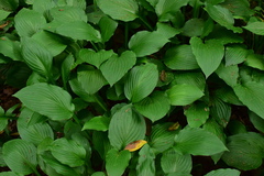 Hosta ventricosa