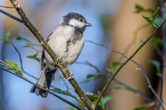 Parus minor commixtus