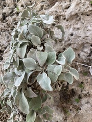 Pentanema verbascifolium