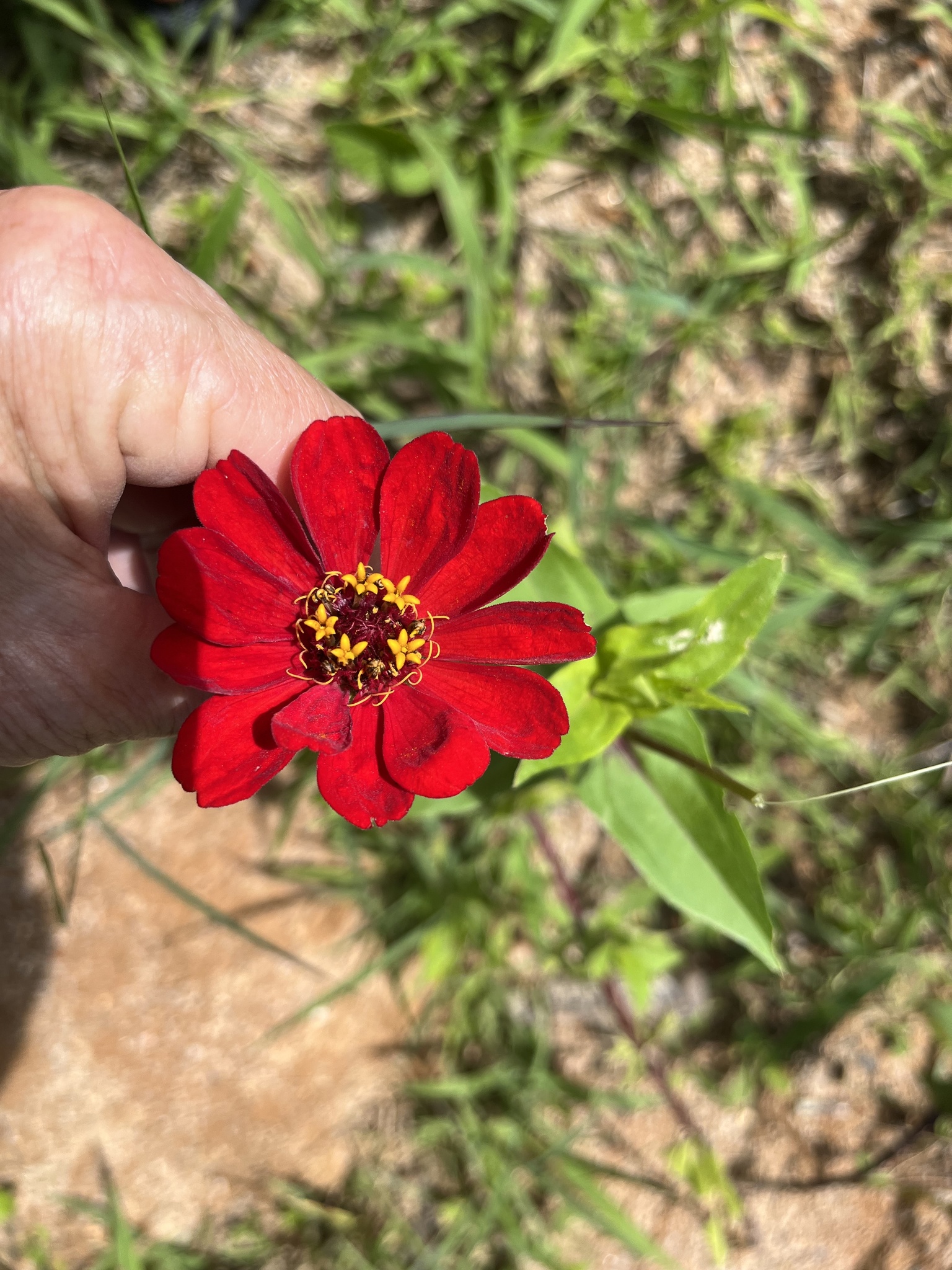 Zinnia elegans