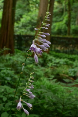 Hosta ventricosa