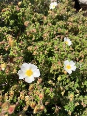 Cistus salviifolius