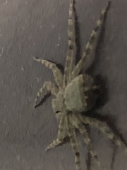 Selenops submaculosus