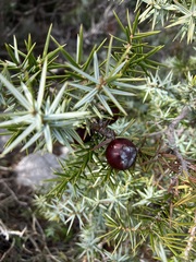 Juniperus deltoides