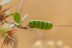 Cajanus scarabaeoides
