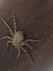 Selenops submaculosus