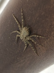 Selenops submaculosus