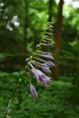 Hosta ventricosa