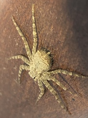 Selenops submaculosus