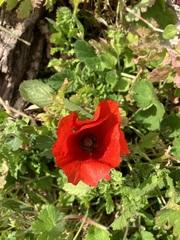 Papaver rhoeas