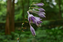 Hosta ventricosa