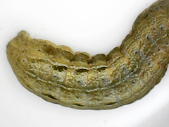 Apamea verbascoides