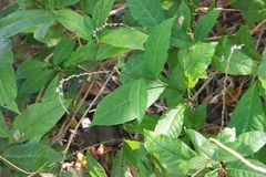 Petiveria alliacea