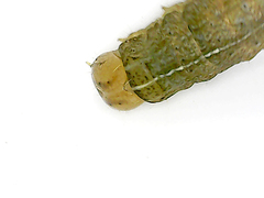 Apamea verbascoides