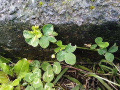 Trifolium pratense