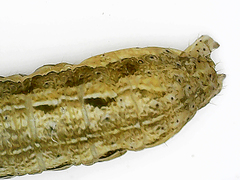Apamea verbascoides