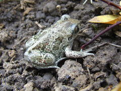 Pelobates fuscus