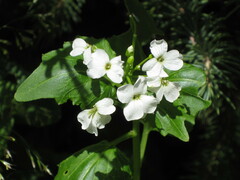 Cardamine cordifolia